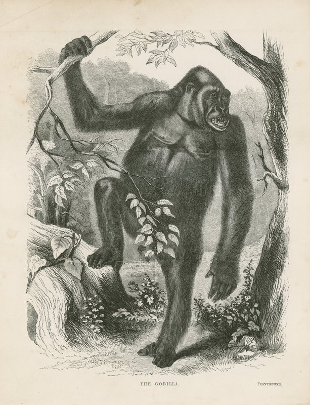 O gorila, frontispício para explorações e aventuras na África Equatorial por Paul B du Chaillu de English School