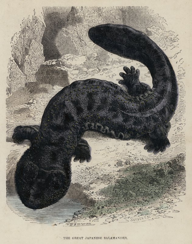 A Grande Salamandra Japonesa (gravura colorida) de English School