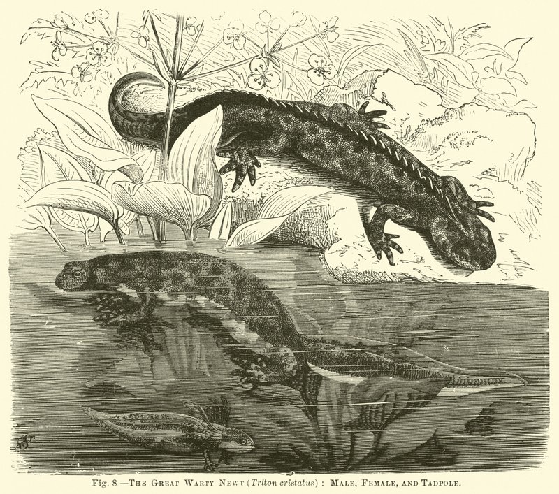 O grande Newt Warty (Triton cristatus), macho, fêmea e girino de English School