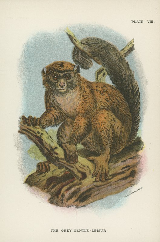 O Lemur Cinzento Gentil de English School