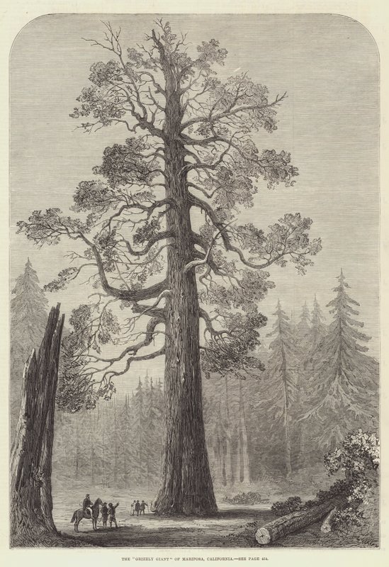 O "Gigante Pardo" de Mariposa, Califórnia (gravura) de English School
