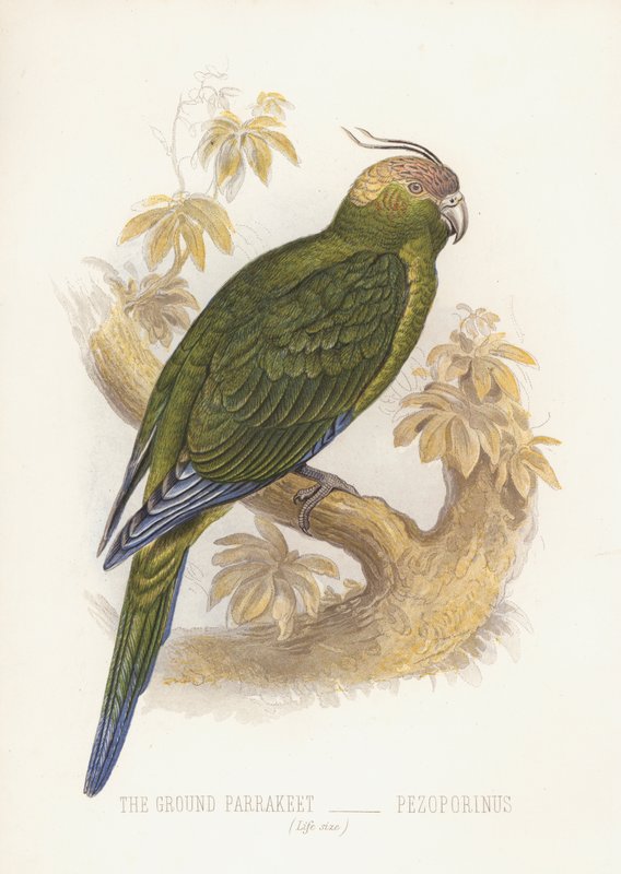 O Parrakeet terrestre, Pezoporinus (cor litho) de English School