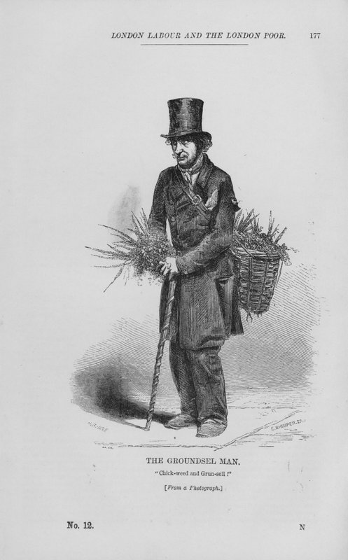 O Homem Groundsel (gravura) de English School