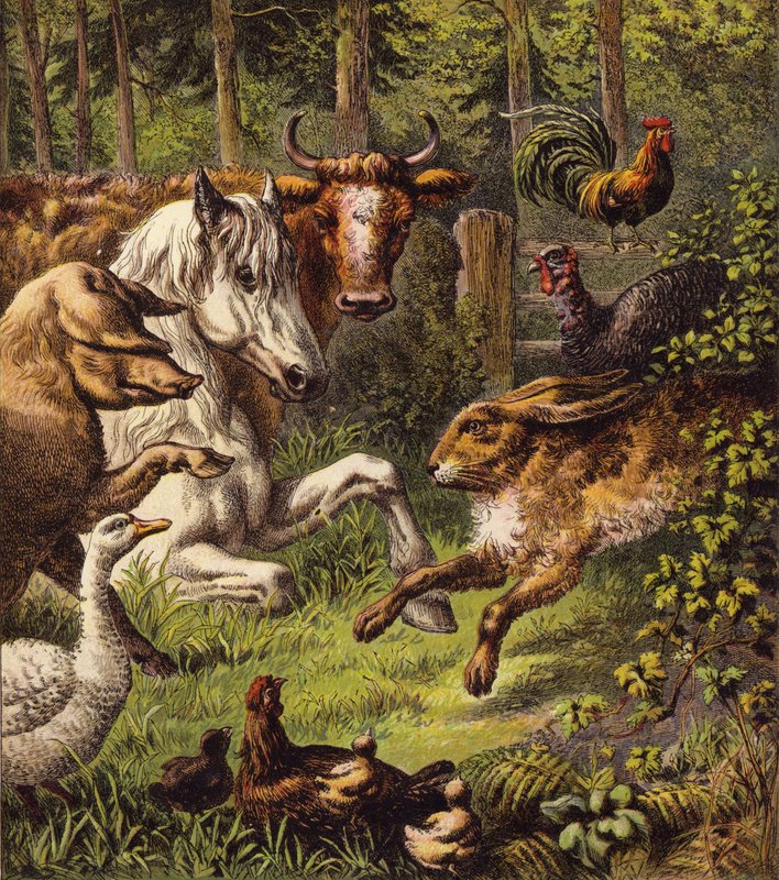 A Lebre E A Tartaruga (cor litho) de English School