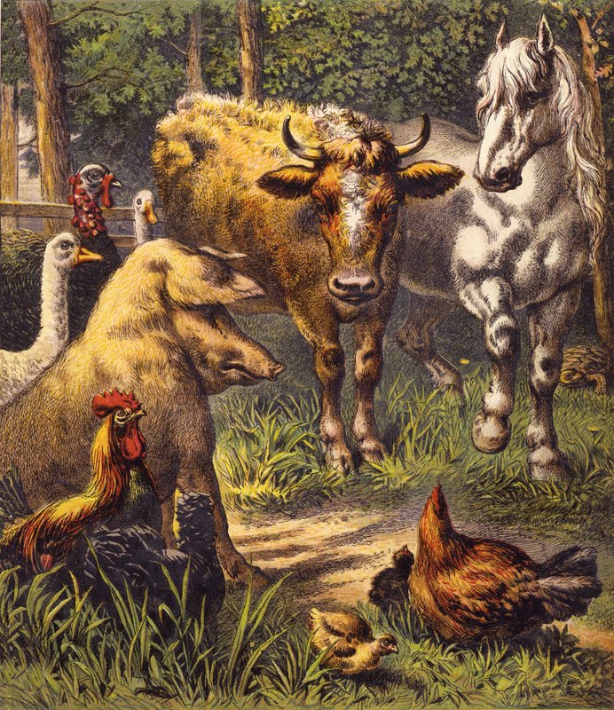 A Lebre e a Tartaruga (cor litho) de English School