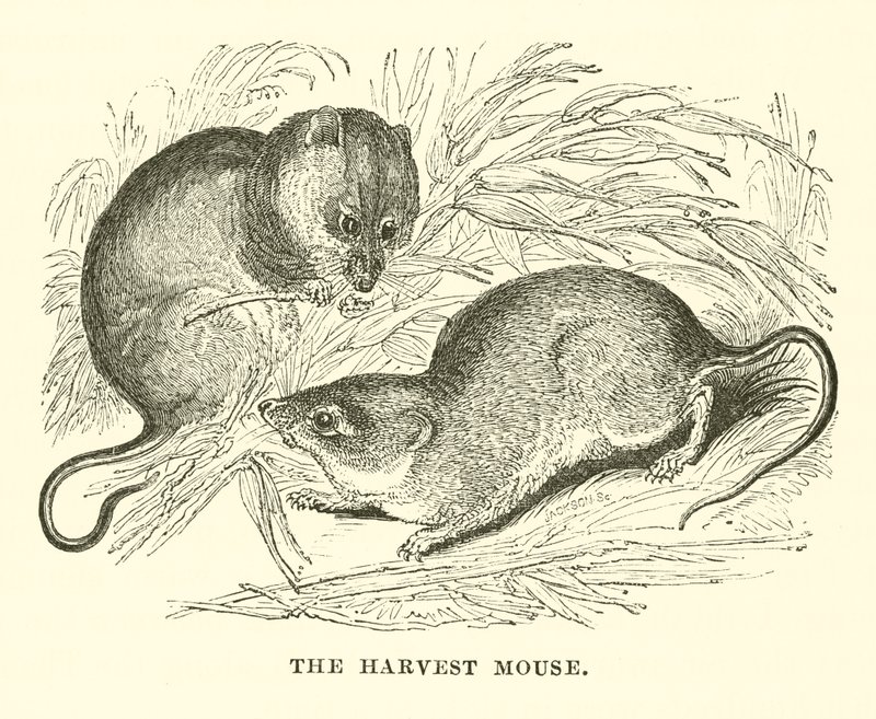 O Rato da Colheita (gravura) de English School