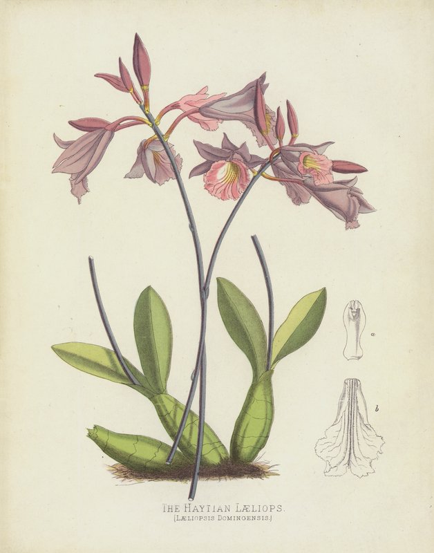 O Haytian Laeliops, laeliopsis domingensis de English School