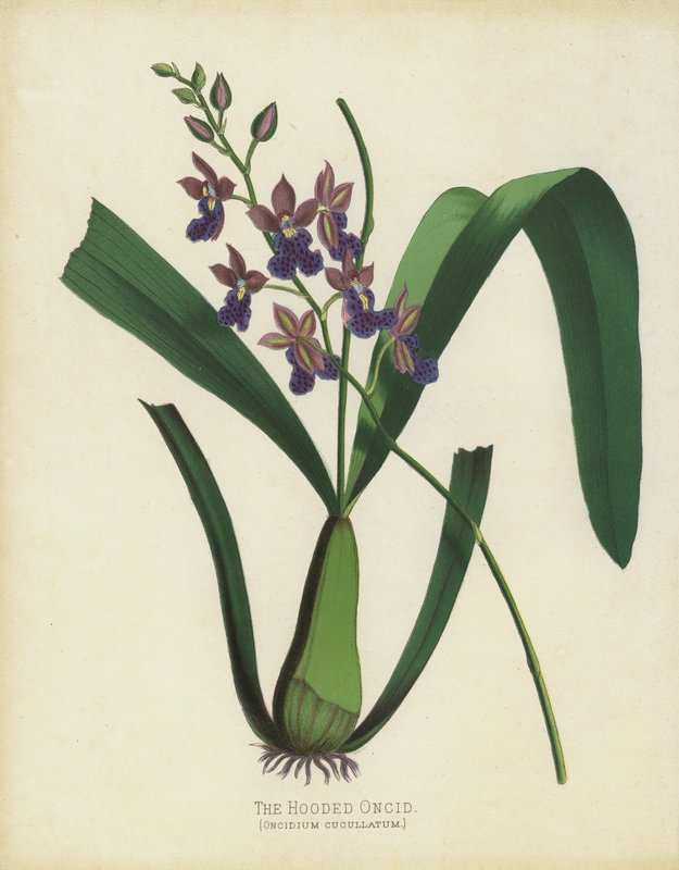 O Oncid Com Capuz, Oncidium Cuccullatum de English School