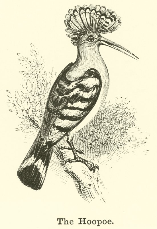 O hoopoe de English School