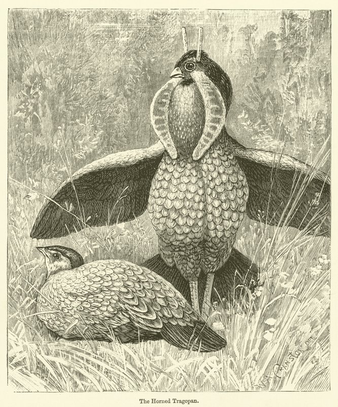 O Tragopan chifrudo (gravura) de English School