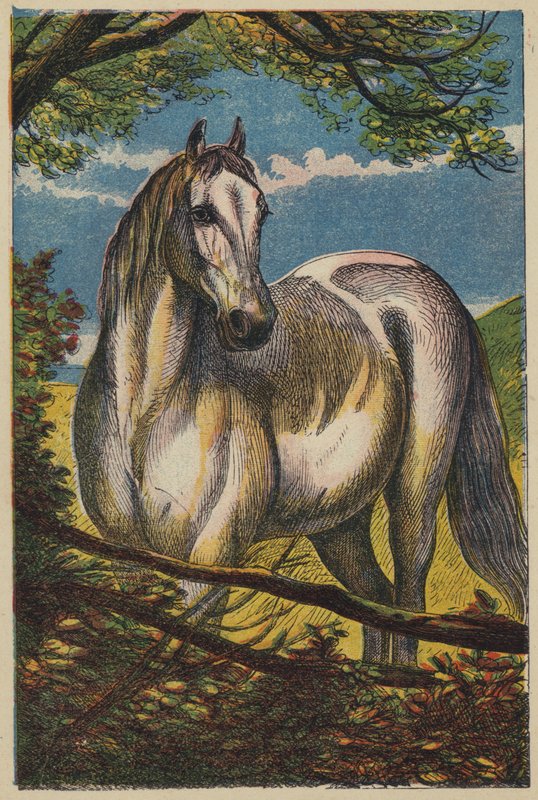 O Cavalo (cor litho) de English School