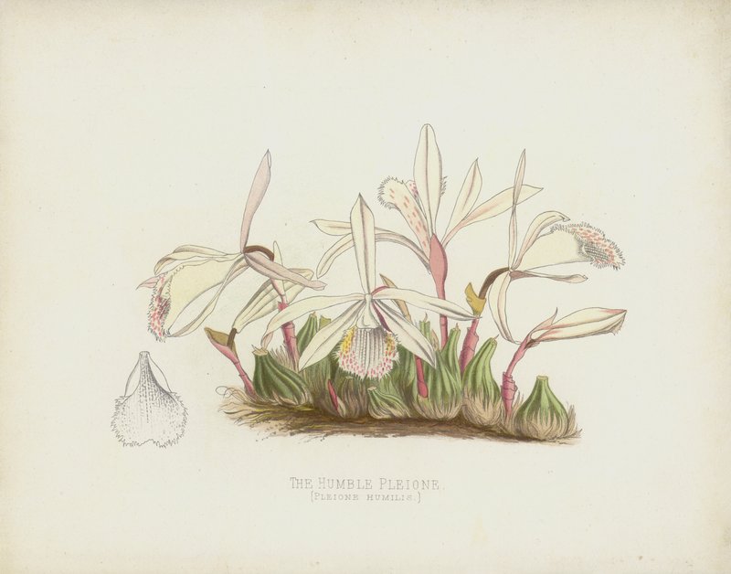 Pleione Humilde, Pleione Humilis de English School