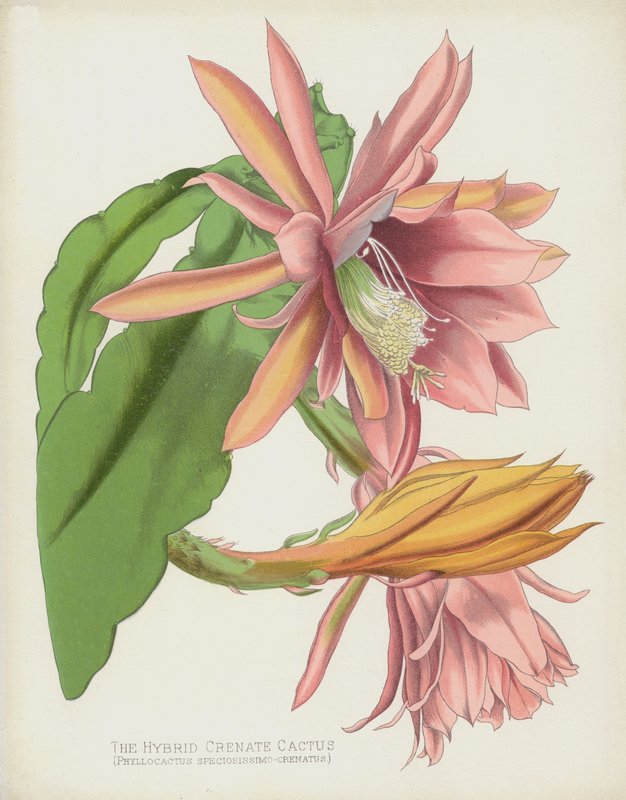 O Cacto Crenado Híbrido, Phyllocactus Speciosissimo-Crenatus de English School