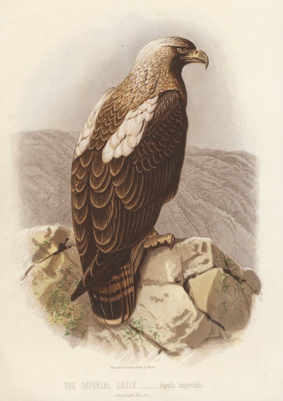 A águia imperial, Aquila Imperialis (litografia a cores) de English School