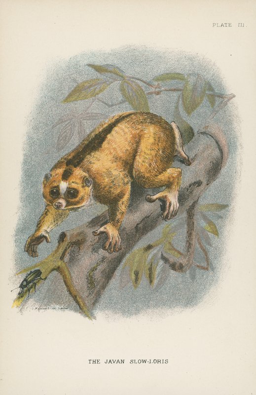 O Javan Slow-Loris de English School
