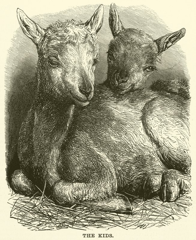 As crianças (gravura) de English School