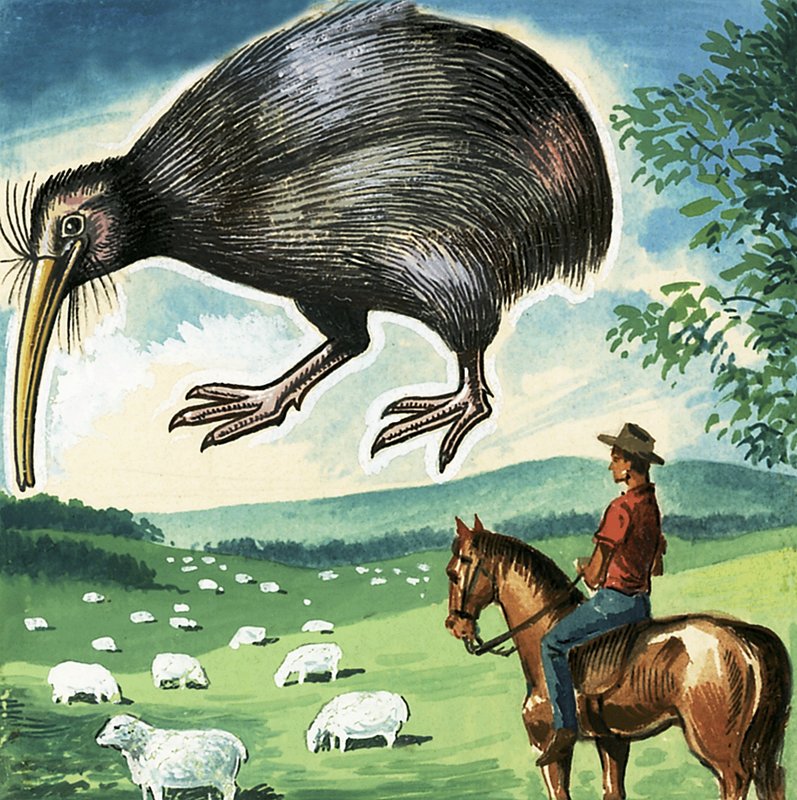 O Kiwi, emblema da Nova Zelândia de English School