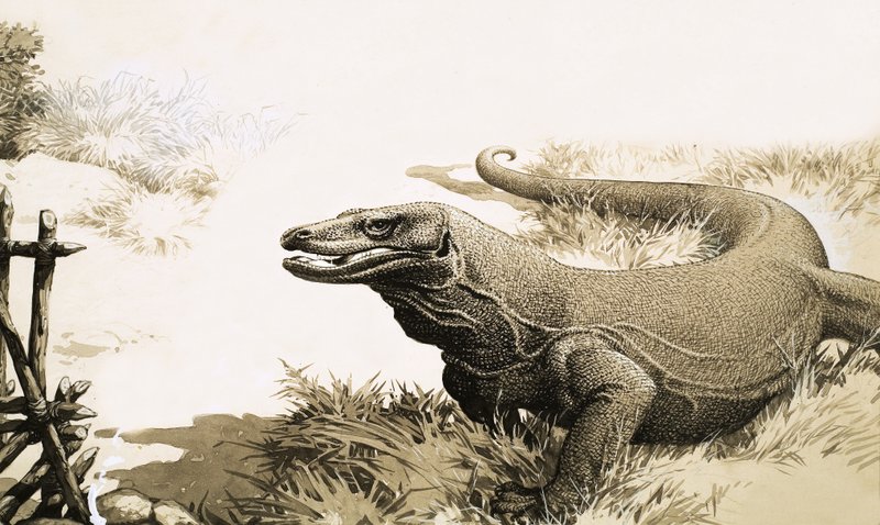 O dragão de komodo de English School