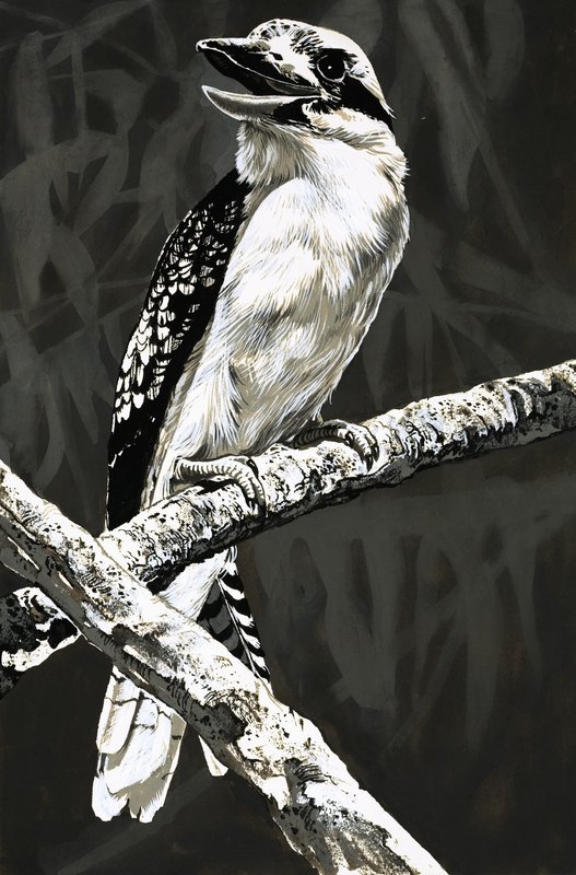 O Kookaburra de English School