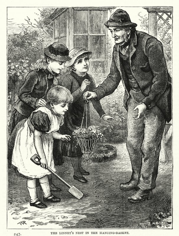 O Ninho do Linnet no Cesto de Pendurar (gravação) de English School