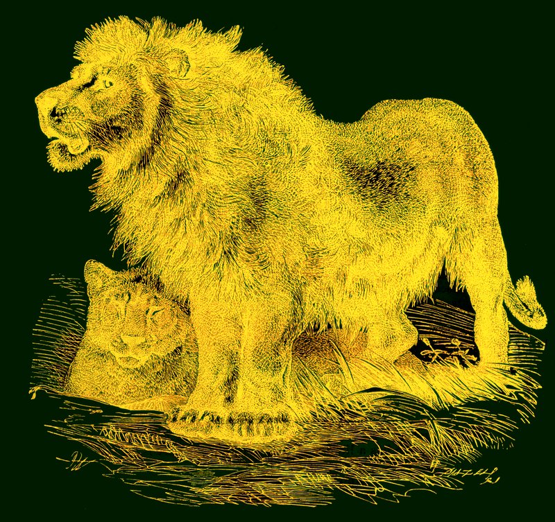 O Leão, ilustração da JG Woods Illustrated Natural History, publicada em 1850 (imagem digitalmente aprimorada) de English School