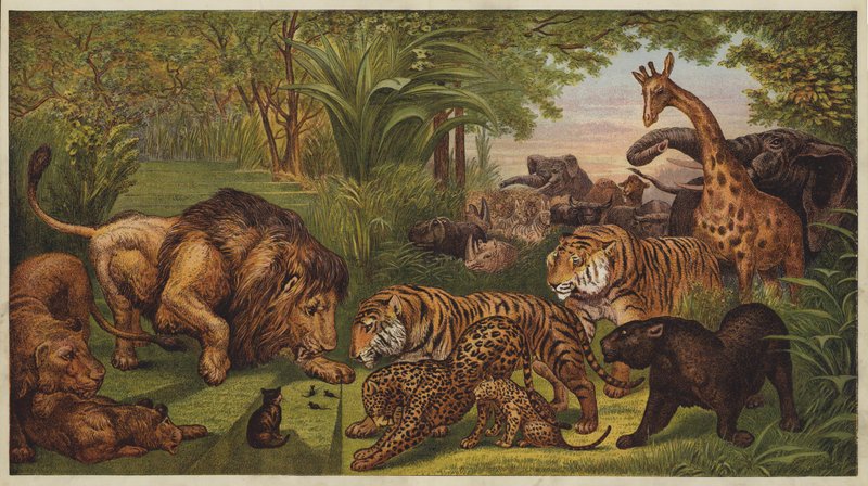 A Recepção do Leão (cor litho) de English School