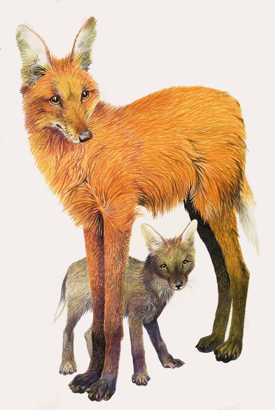 O lobo-guará, encontrado na América do Sul de English School