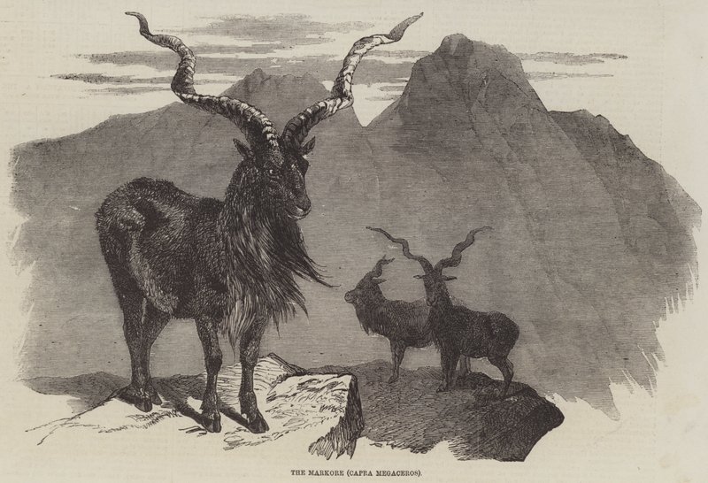 The Markore, Capra Megaceros (gravura) de English School