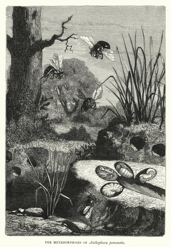 As Metamorfoses de Anthophora personata (gravura) de English School