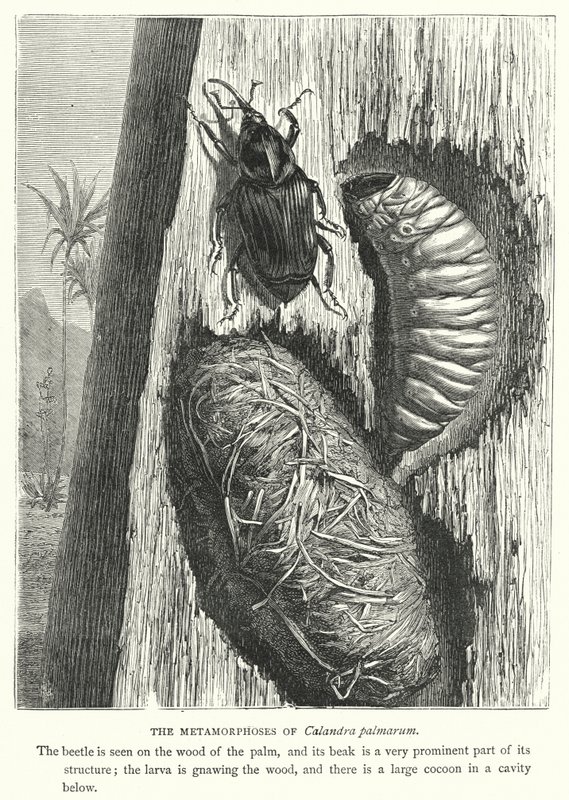 As Metamorfoses de Calandra palmarum (gravura) de English School