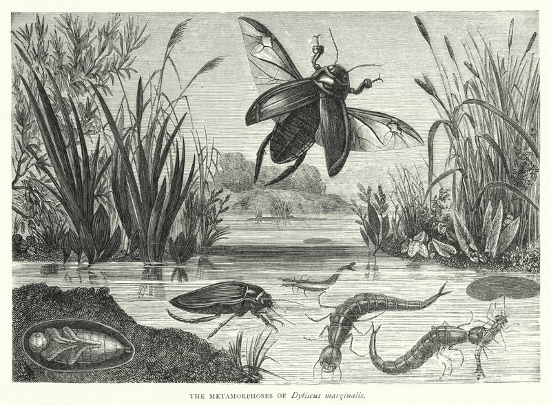 As Metamorfoses de Dytiscus marginalis (gravura) de English School