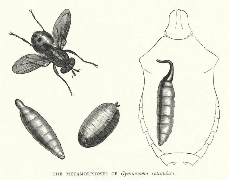 As Metamorfoses do Gymnosoma rotundata (gravura) de English School