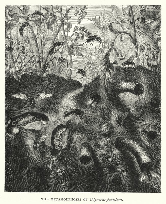 As Metamorfoses de Odynerus parietum (gravura) de English School