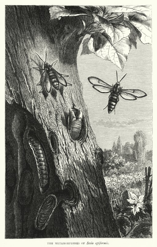 As Metamorfoses da Sesia apiformis (gravura) de English School