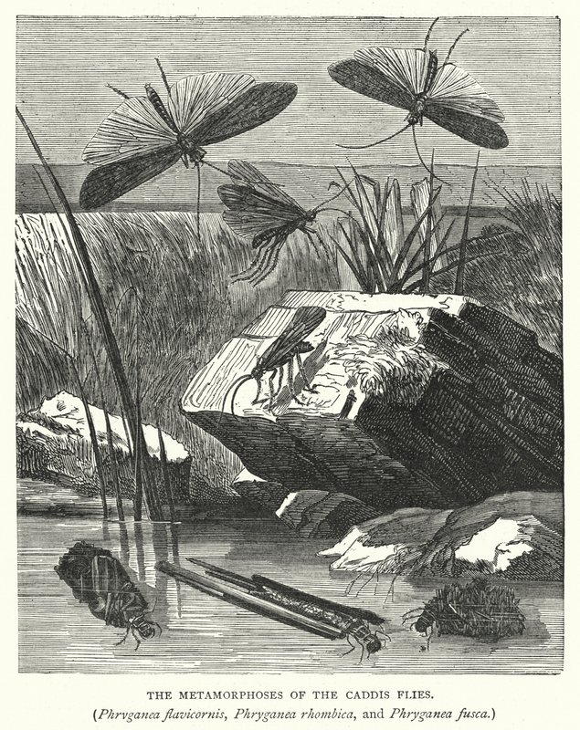 As metamorfoses das moscas Caddis, Phryganea flavicornis, Phryganea rhombica e Phryganea fusca (gravura) de English School