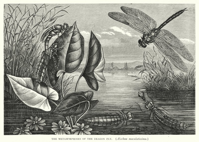 As Metamorfoses da Mosca do Dragão, Aeschna maculatissima (gravura) de English School