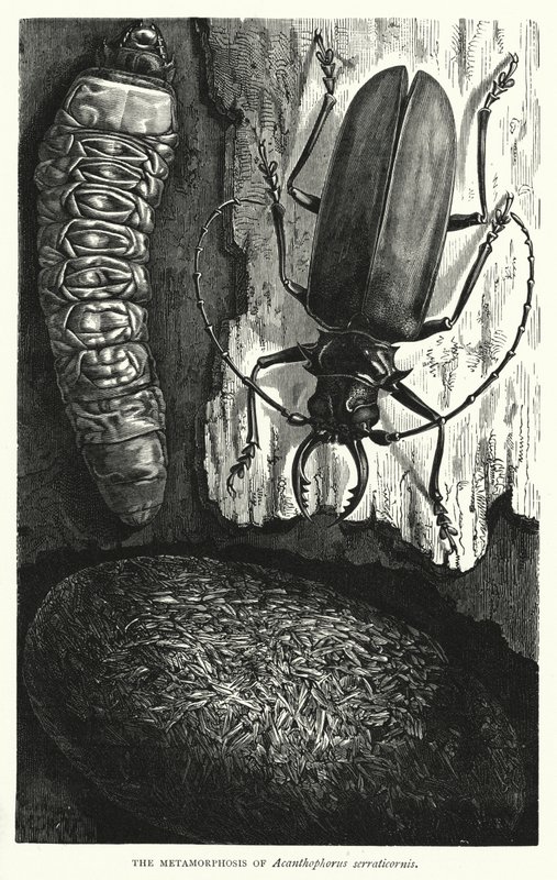 A metamorfose de Acanthophorus serraticornis (gravura) de English School