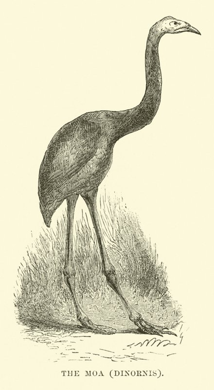 O Moa, Dinornis de English School