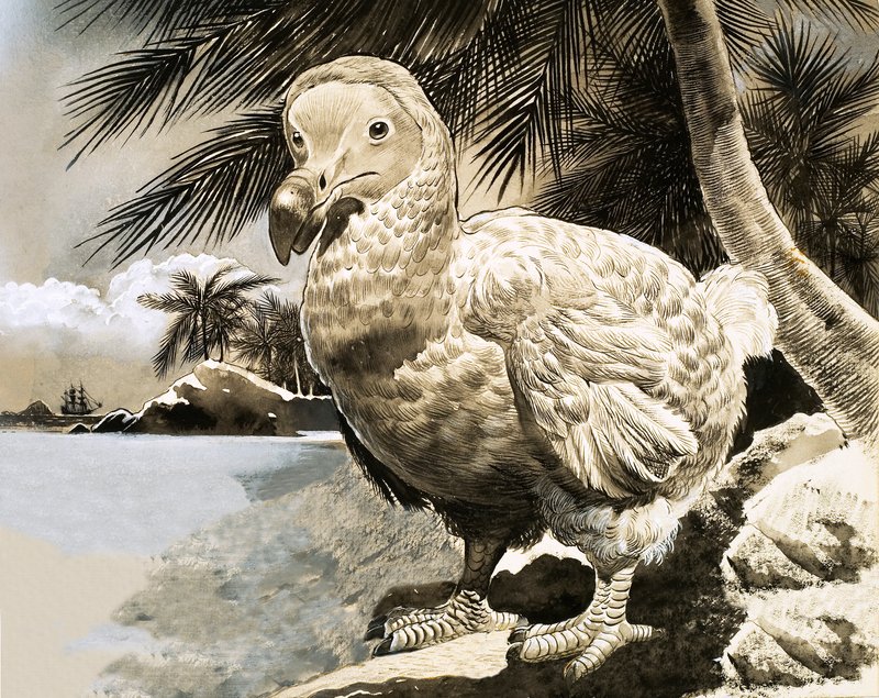 O Pássaro Misterioso da Ilha Maurícia (The Dodo) de English School