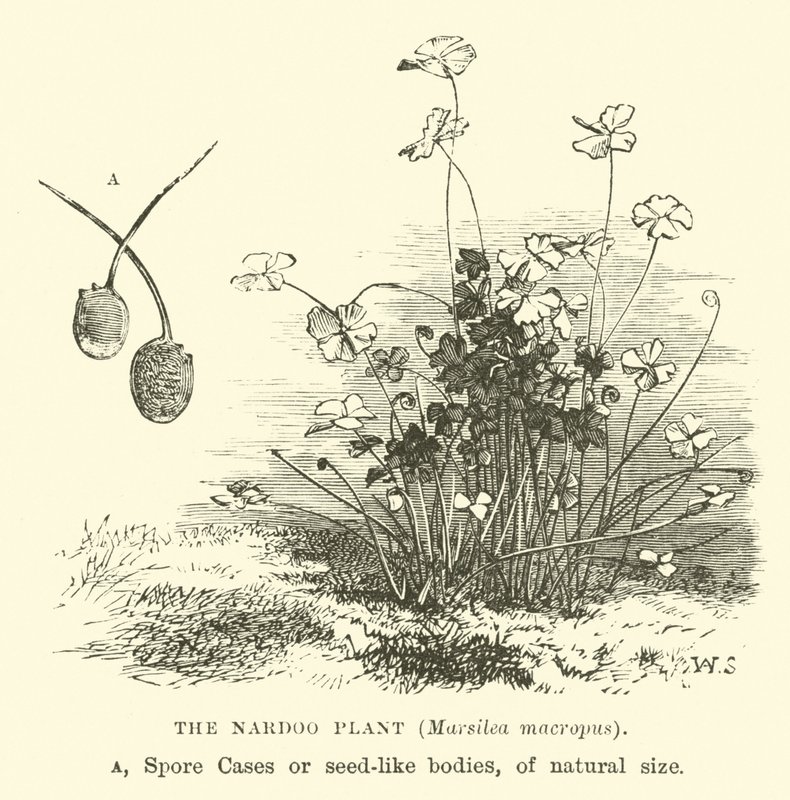 A planta de Nardoo, Marsilea macropus de English School