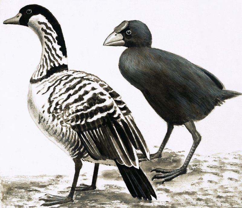 O pássaro Ne-Ne ou Hawaiian Goose e Takahe de English School
