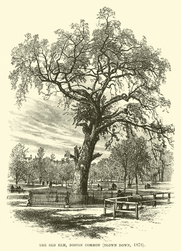 O Velho Elm, Boston Common, derrubado, 1876 de English School