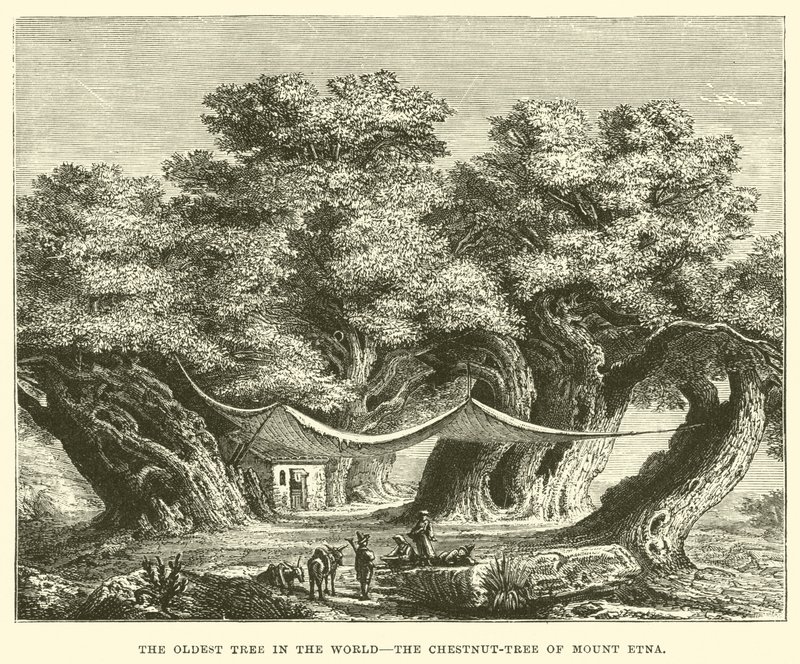 A árvore mais antiga do mundo, a castanheira do monte Etna (gravura) de English School