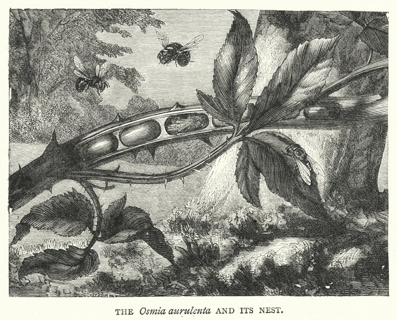 A Osmia aurulenta e o seu Ninho (gravura) de English School