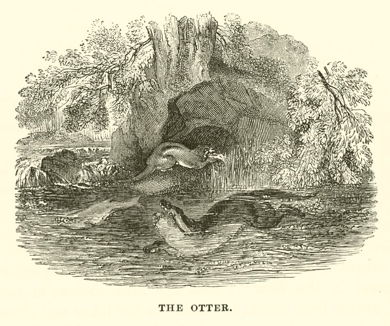 A lontra (gravura) de English School