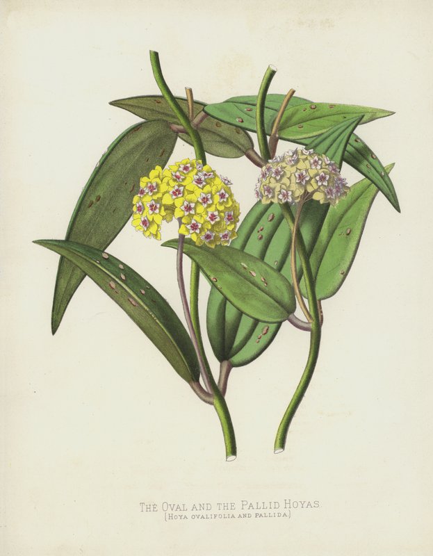 O Oval e o Pálido Hoyas, Hoya Ovalifolia e Pallida de English School