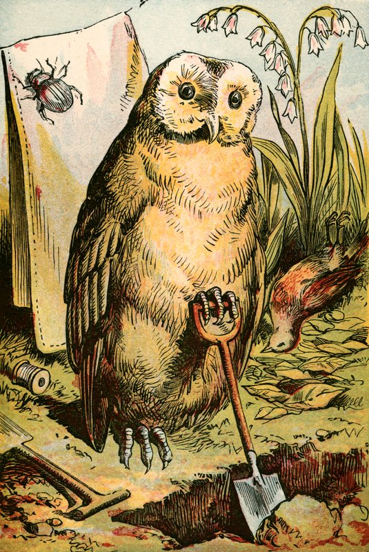 A coruja, o besouro e pênis Robin de English School