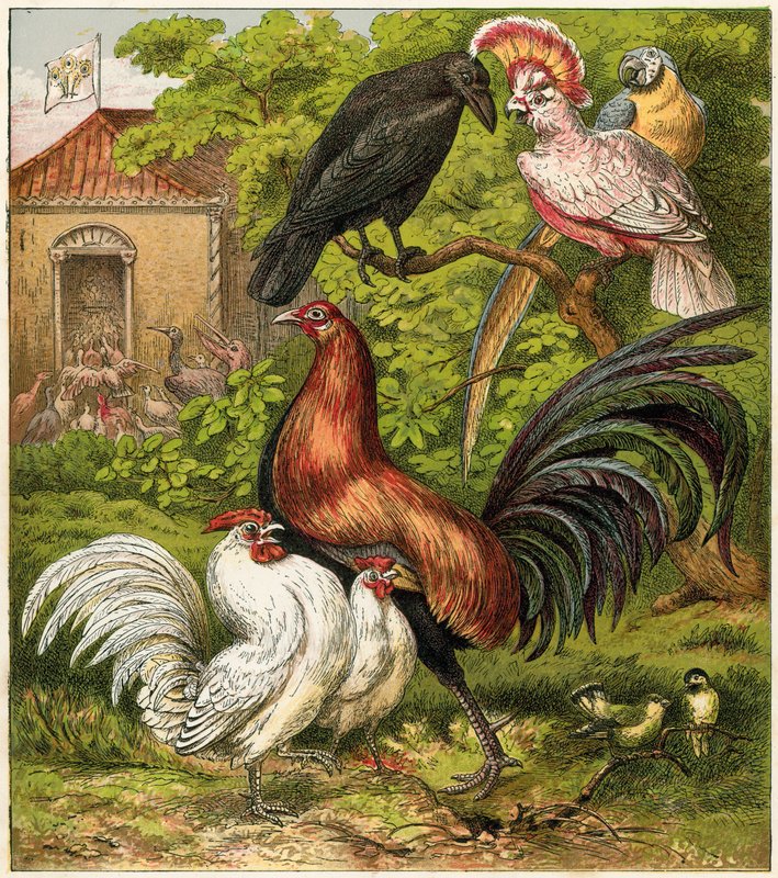 O pavão em casa de English School