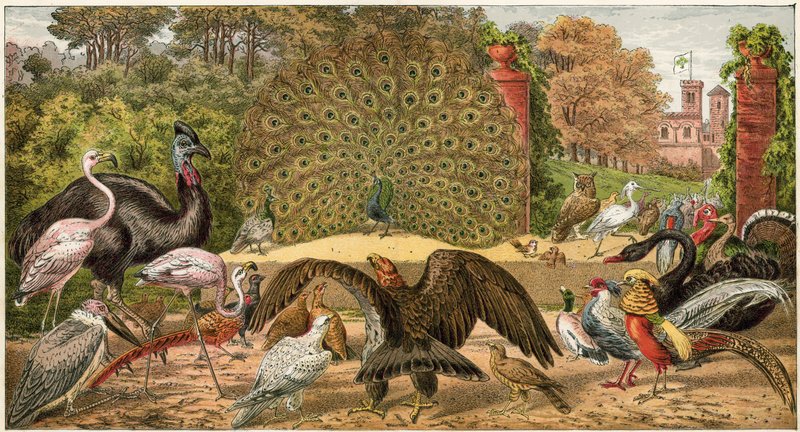 O pavão em casa de English School