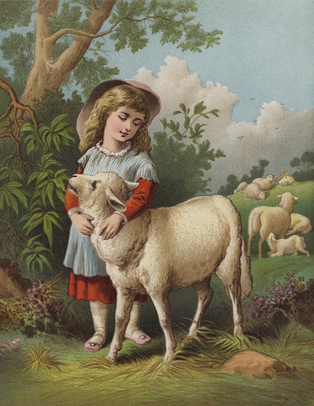 O Cordeiro de estimação (chromolitho) de English School